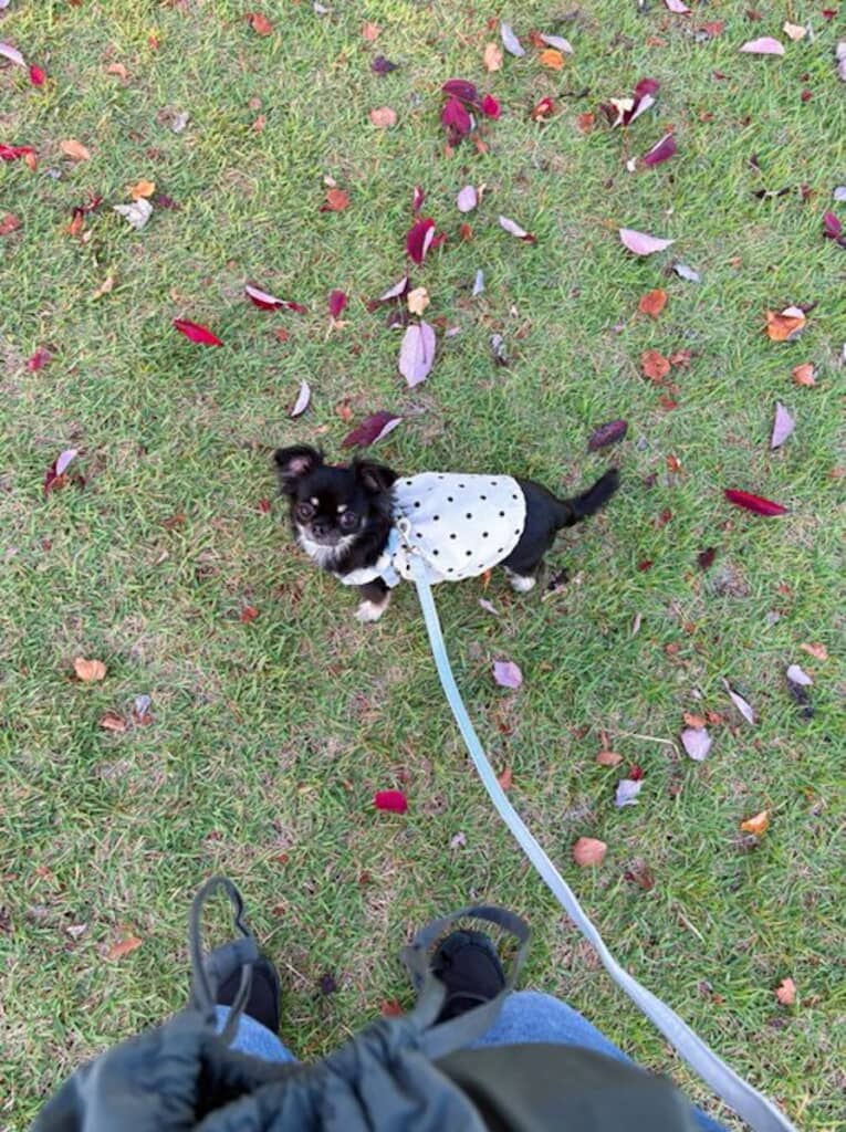 散歩中、落ち葉の紅葉を見つけた犬ちゃん