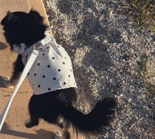 お散歩中の犬ちゃん