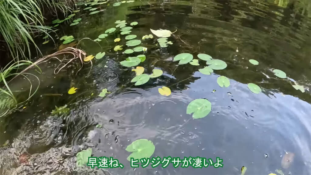 在来種のスイレン・ヒツジグサがたくさんです