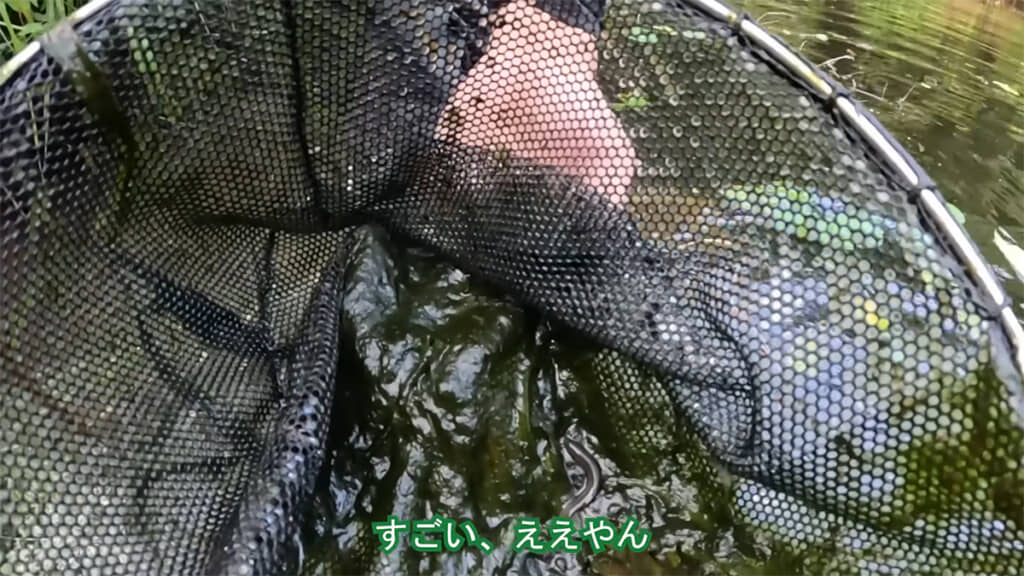 早速ドジョウを発見しました