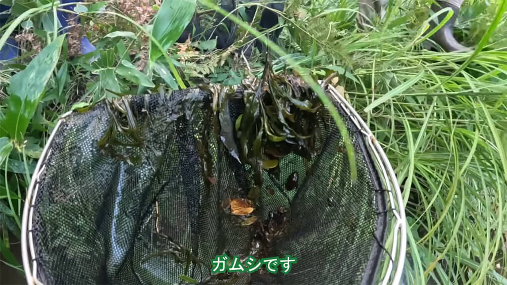 網の中にはガムシの姿が