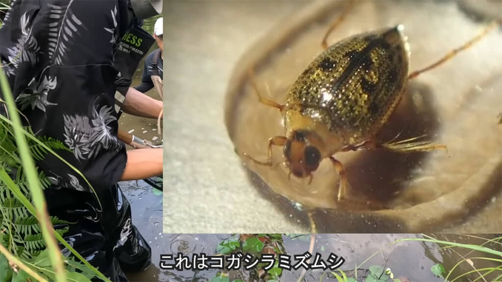 見つけることも難しそうなコガシラミズムシ