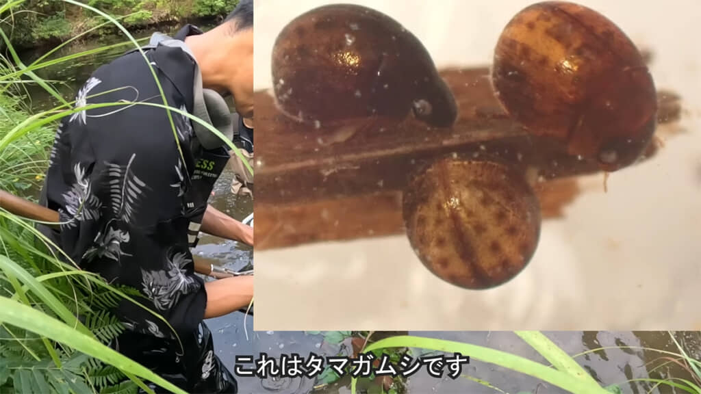 丸っこいフォルムがかわいいタマガムシ