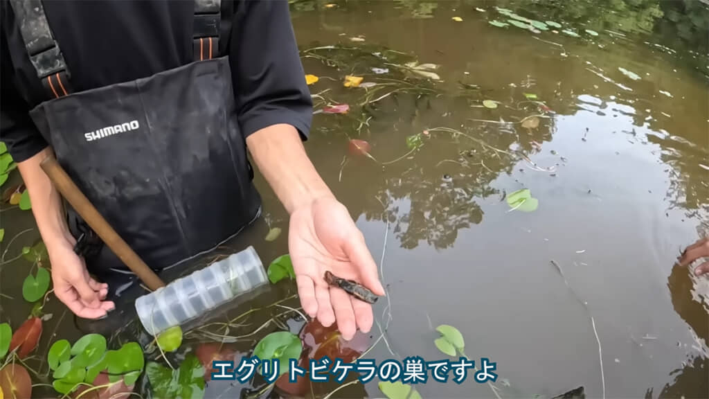 エグリトビケラの巣を発見