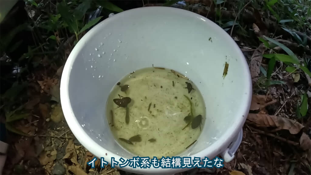 池の中にはたくさんの生き物がいました