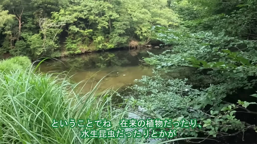 池はかなりいい状況になっていました