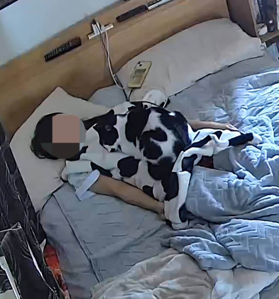 牛柄ブランケットと同化する白黒模様の猫ちゃん