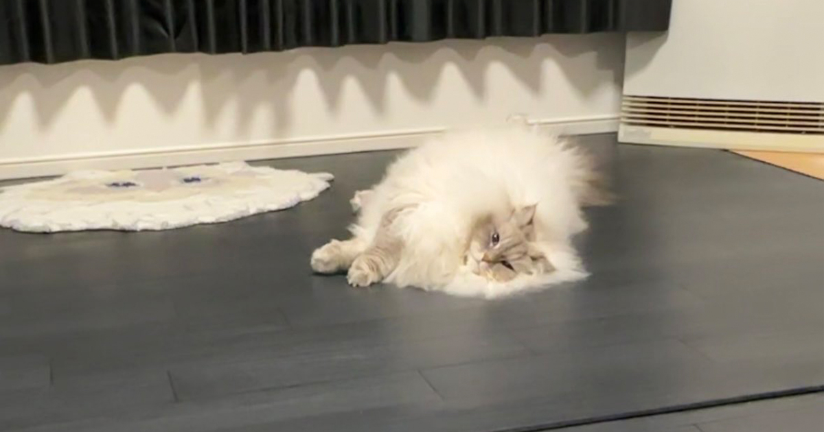 油断して寝ころぶ猫→飼い主が“ある言葉”を呼び掛けた瞬間……　まさかの反応が120万表示「頭良すぎ」「言葉を理解してる」（1/2） | 猫 ねとらぼ