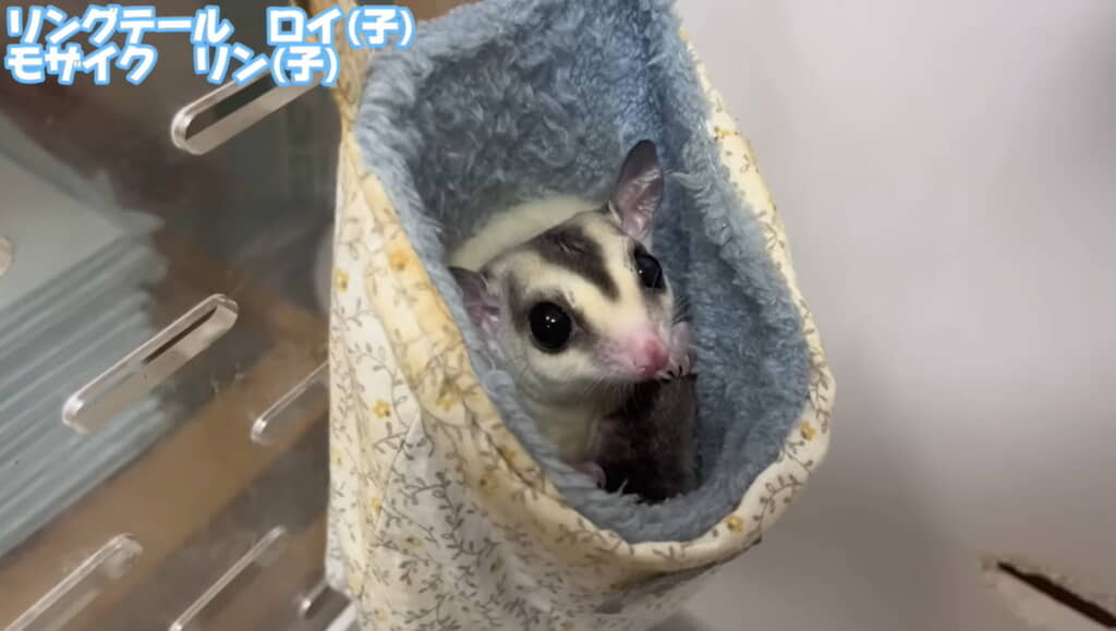 カメラ目線のロイくん（袋の中にはリンくんもいます）