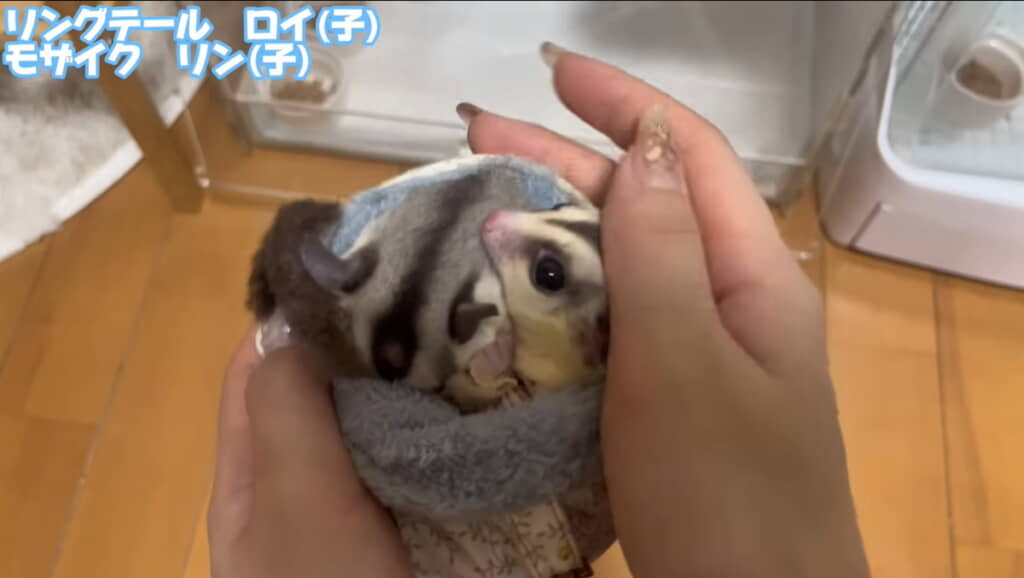 恥ずかしがりやのリンくんもひょっこり