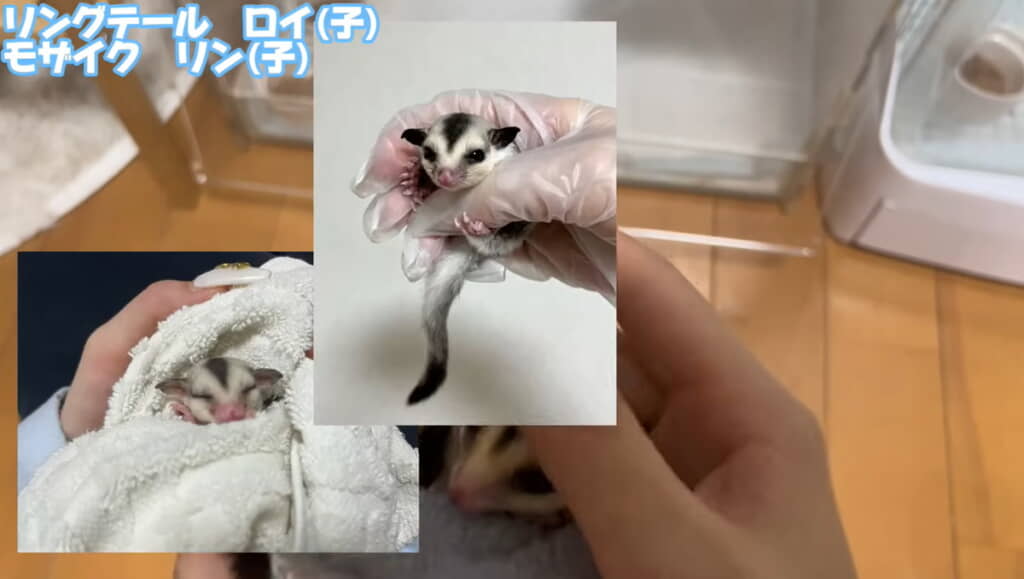 こんなに小さかった！