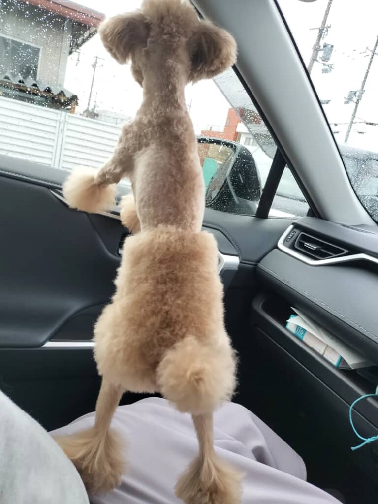 ハーフパンツかな？