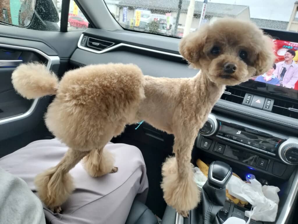 フライドチキンのような姿でこちらを見るかわいいぷちゃくん