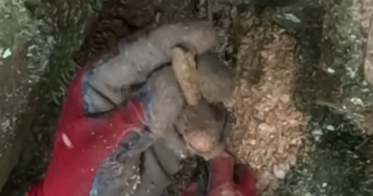 深い山で“宝の山”に遭遇→夢中でほじくると……　まさかの展開に「あれだけ出たらアドレナリンドバドバ」（1/3） | ライフスタイル ねとらぼ