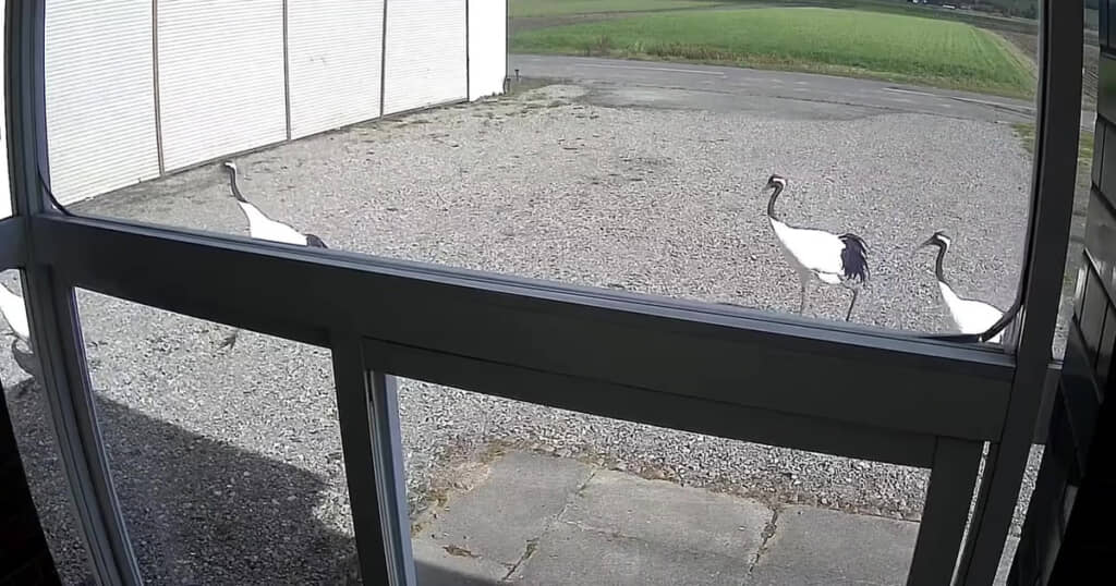 4羽でお泊り会？