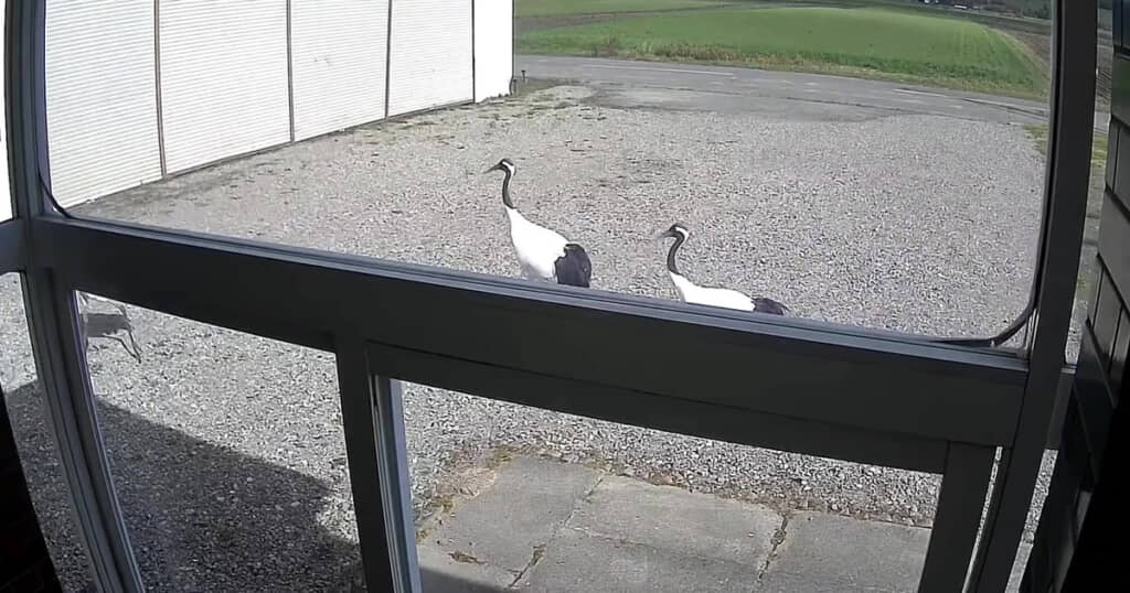 ほっこりする映像でよかった……