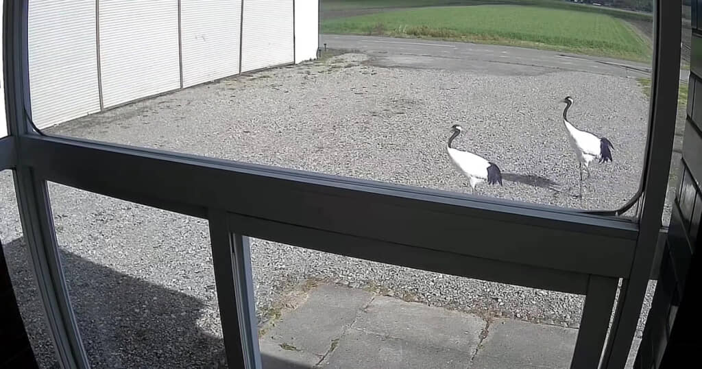 ツル！　ツルじゃないか！