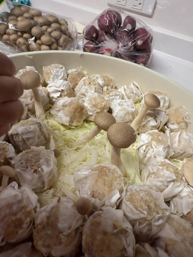 は、生えてる!?