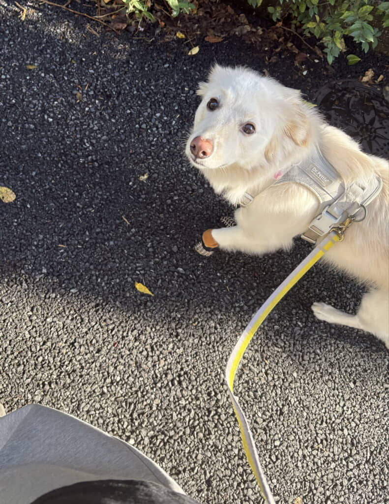 なんて純粋な瞳なんだ