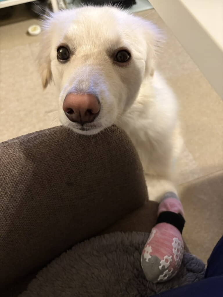 抱っこのお願いに来ました（大歓迎）