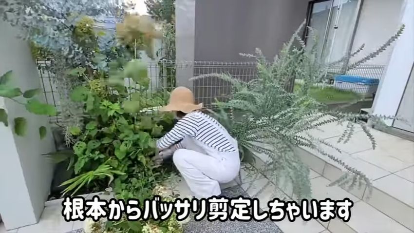 フェンス前の植物を剪定するズボラPさん