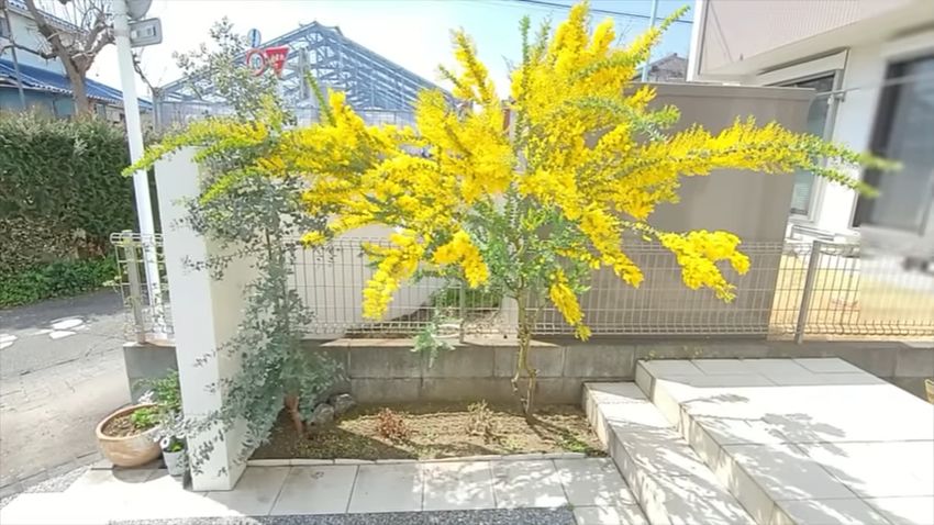 フェンス前で黄色い花を咲かせているアカシア