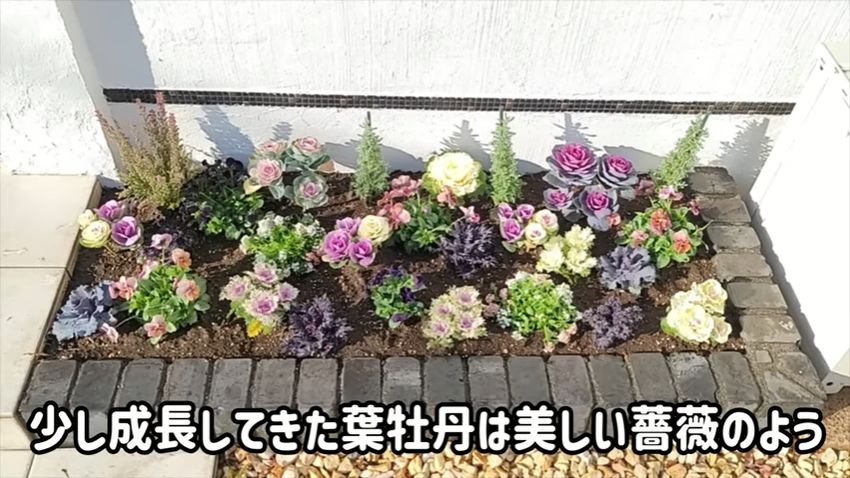 ポスト前の花壇に植えられた葉牡丹