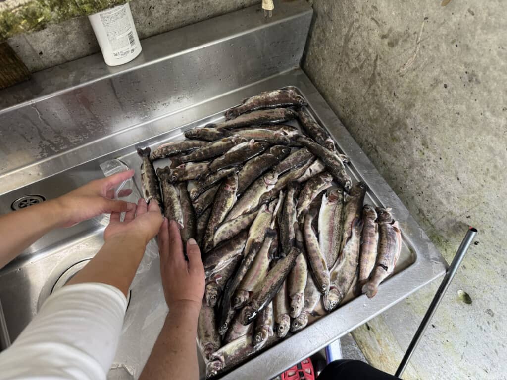 大量に釣れたヤマメ