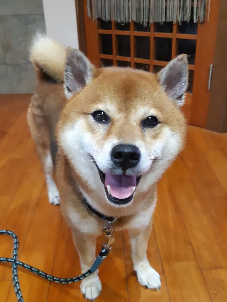 にっこり笑顔がステキな胡麻柴のマサルくん