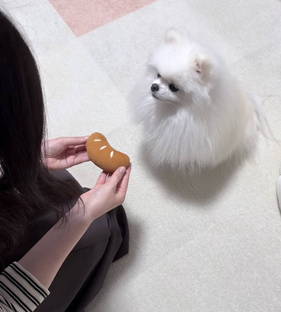 おもちちゃんにおもちゃを返却して丁寧に謝罪する飼い主さん