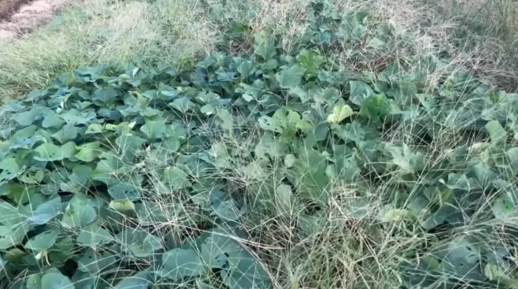 放置していたサツマイモ畑