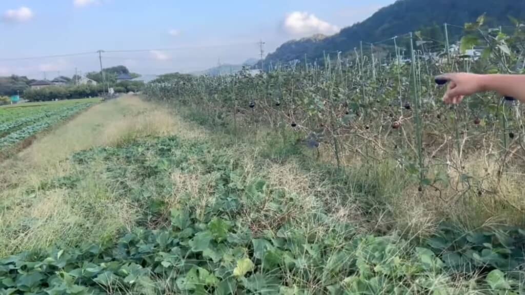 半分は枯れてしまいました