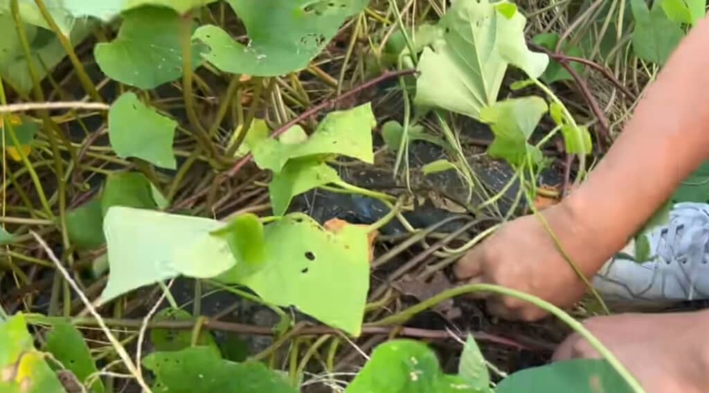 掘ってみると……？