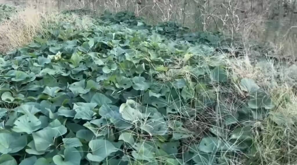 ナス畑にまで侵食している