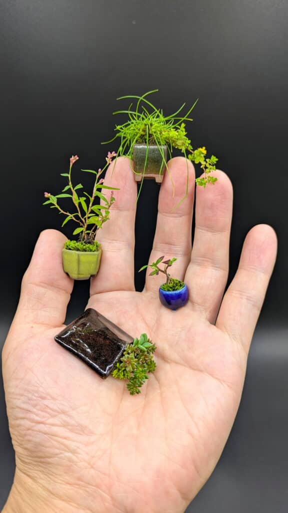 半野生化した草を豆盆栽に