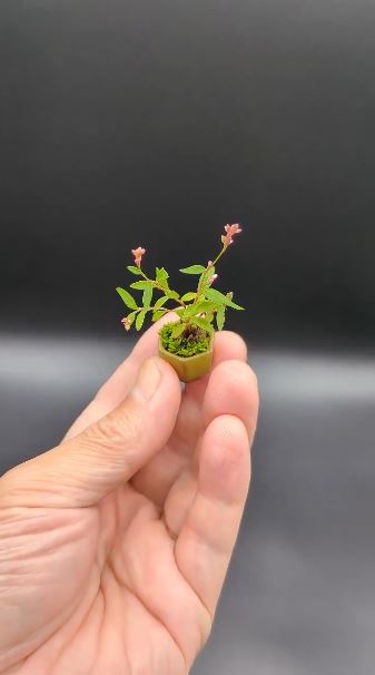 ヒメタデの豆盆栽