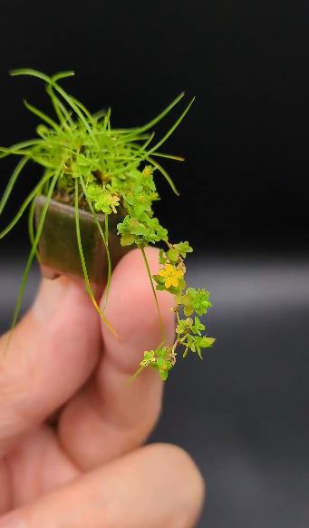 コケオトギリソウとツメクサの豆盆栽