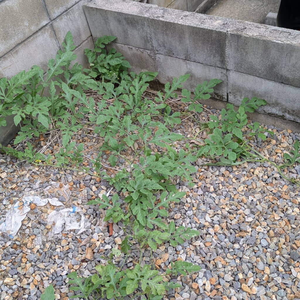 画面左のブロック塀あたりに注目