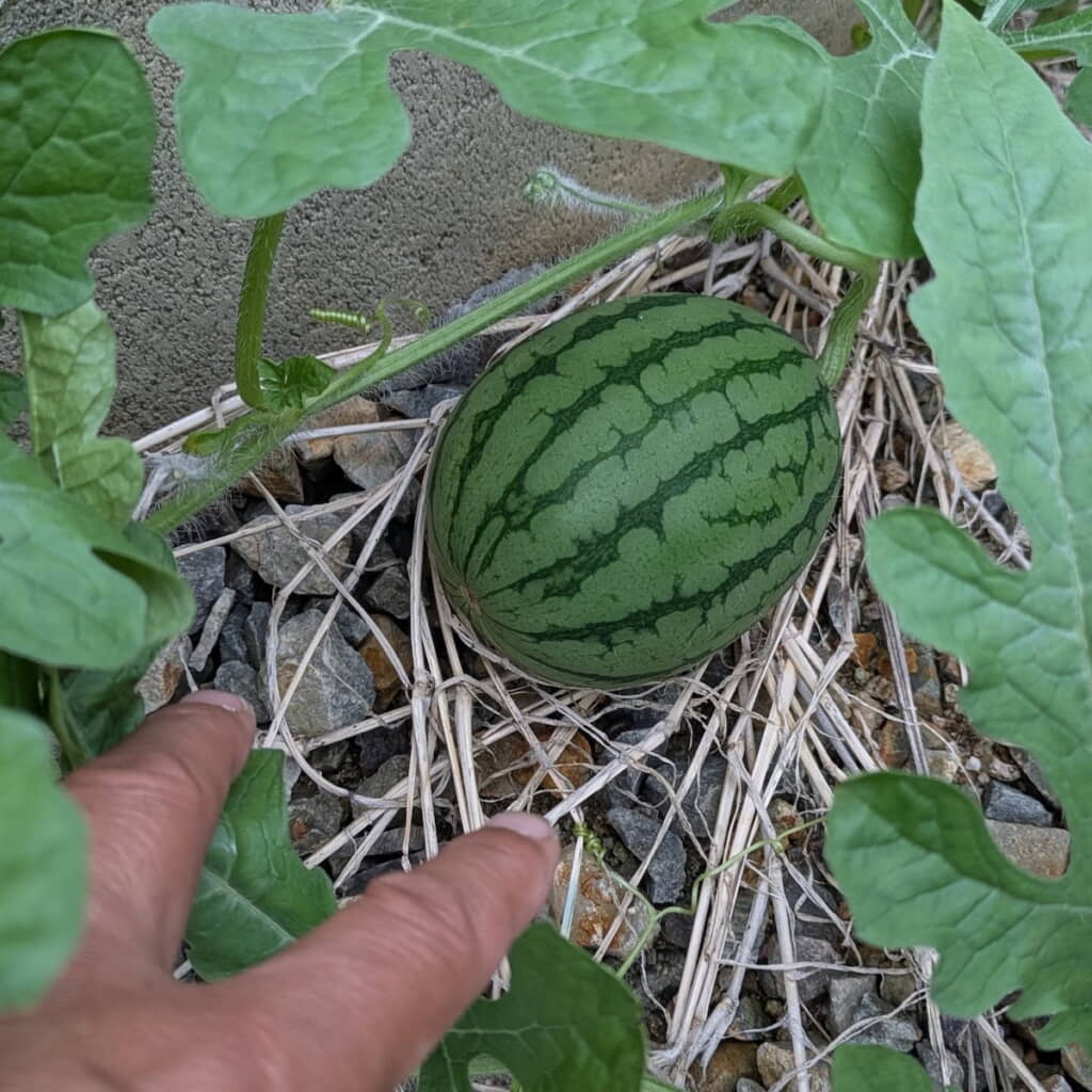 小さなスイカが実ってる！