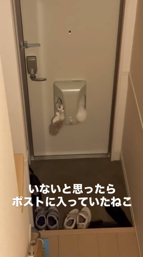 ポストの中にいる！