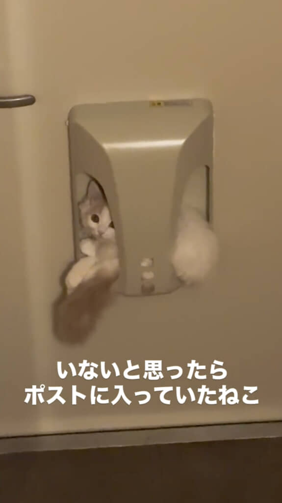 きょとん顔がかわいい