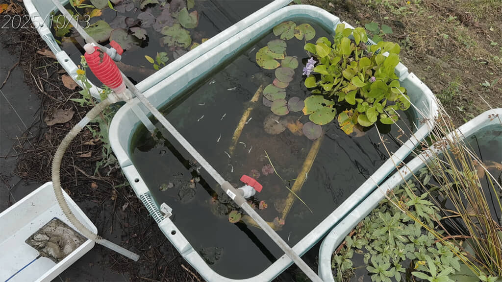 こちらのメダカビオトープを解体します