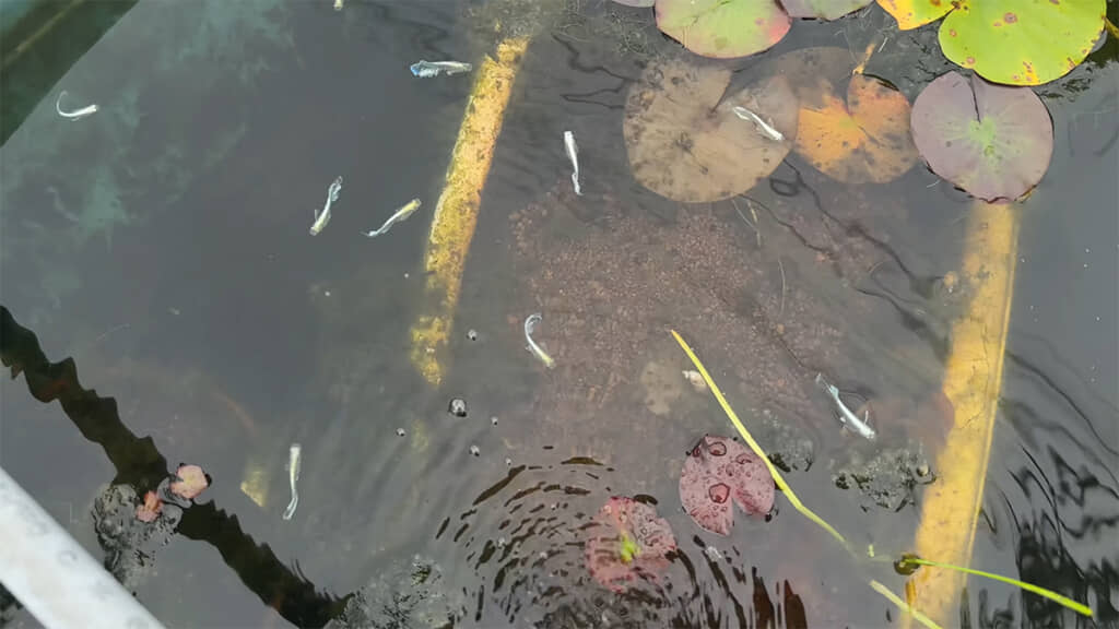 メダカは元気そうですが、果たしてヤゴはいるのでしょうか