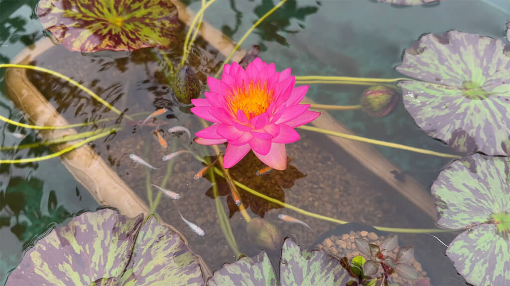 メダカとヤゴは主に生活する空間が異なります