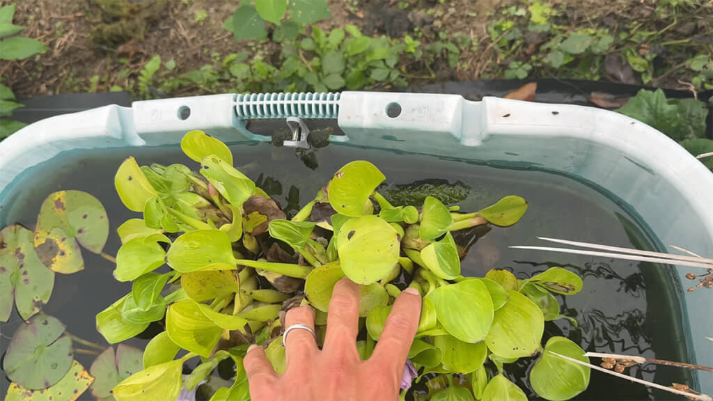 水はオーバーフローして出ていく仕組みです