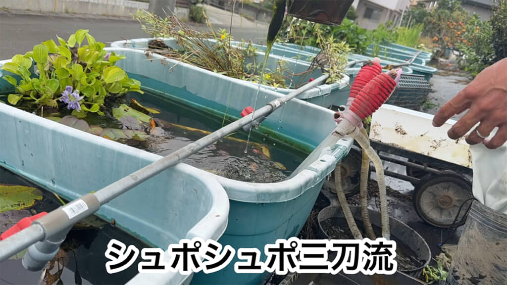 排水し、メダカとヤゴをすくいます