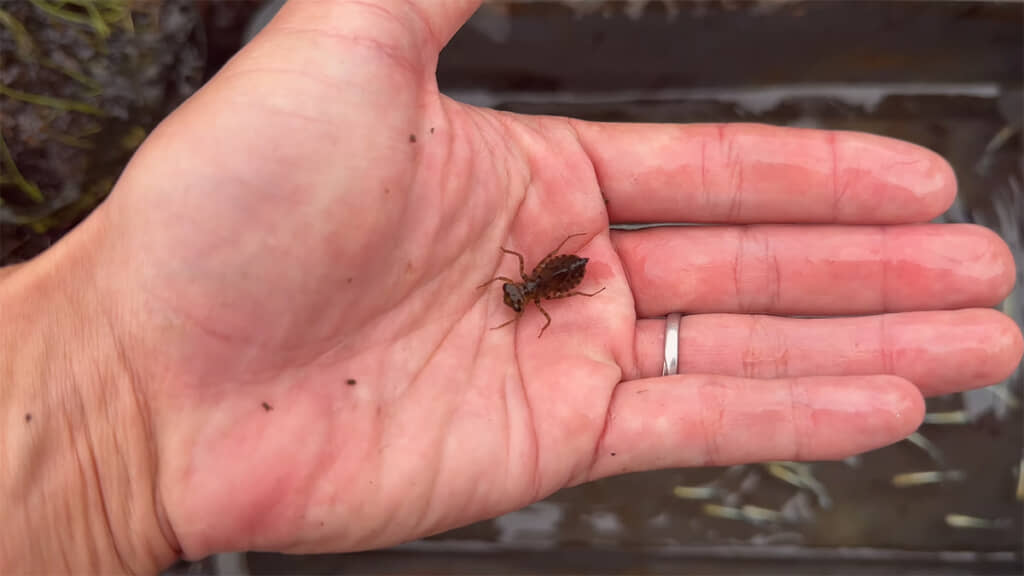 ファーストヤゴ発見！