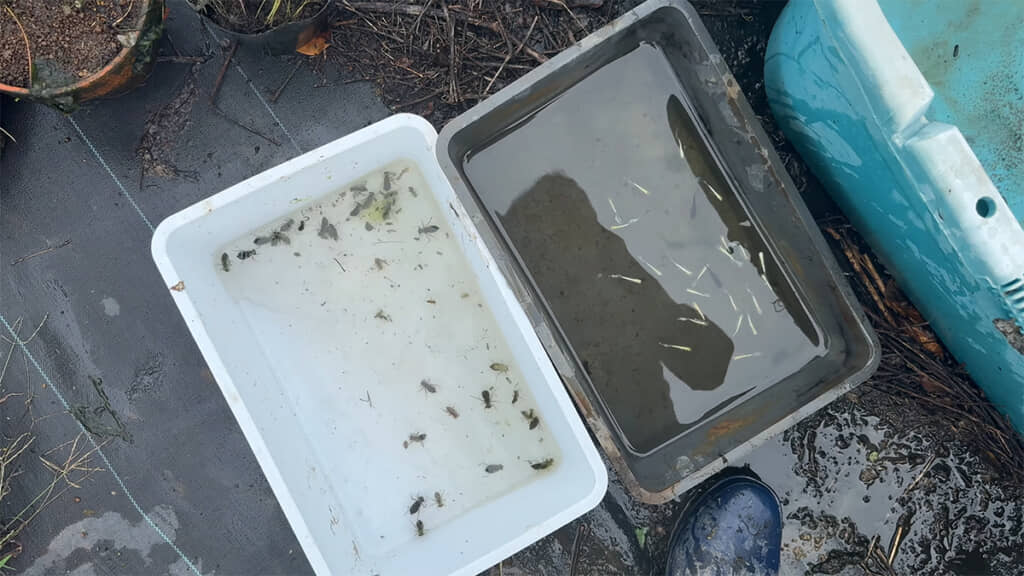 メダカもヤゴもたくさんです