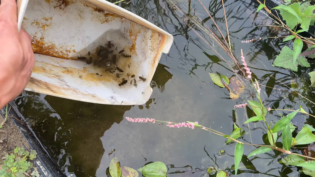ヤゴは湿地帯ビオトープに放流、大きくなりますように
