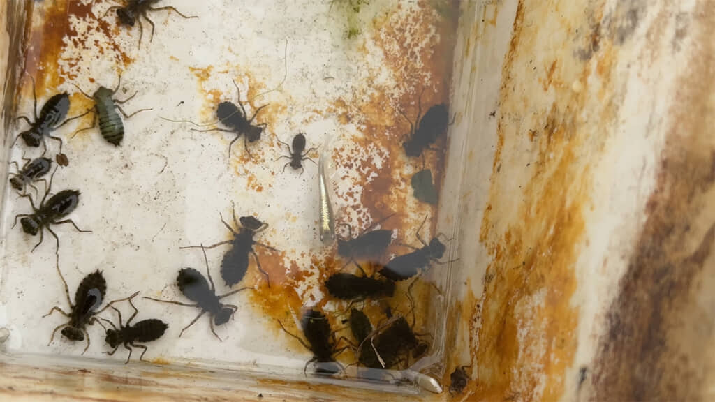 メダカとヤゴはほぼ同じ大きさでした